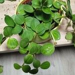 Peperomia rotundifolia Hoja