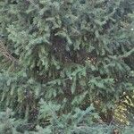 Picea schrenkiana Costuma