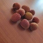 Litchi chinensis ഫലം