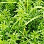 Galium album Blad