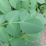 Dahlia imperialis Leaf