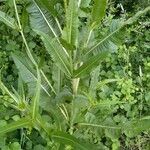 Dipsacus fullonumLeaf