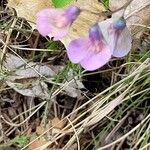 Lathyrus linifolius Flor