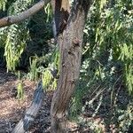 Acacia cultriformis Rinde