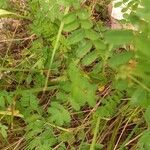 Coronilla variaDeilen