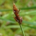 Carex chordorrhiza Fruto