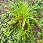 Tillandsia utriculata برگ