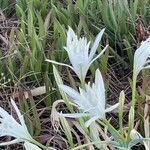 Pancratium maritimumFlor