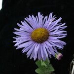 Erigeron multiradiatus Flower