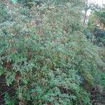 Rhododendron neriiflorum Hábito