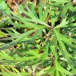 Aconitum napellus Leaf