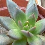 Echeveria affinis Ліст