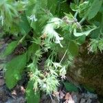 Hydrophyllum virginianum Цветок