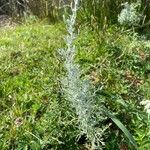 Artemisia maritima Leaf