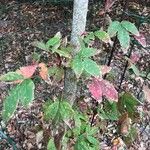 Acer mandshuricum Blatt