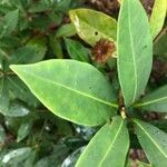 Illicium floridanum Blatt