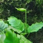 Anubias barteri Blatt