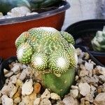 Blossfeldia liliputana Yaprak
