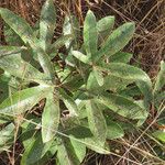Cochlospermum tinctorium Leaf