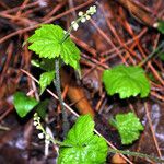 Mitella diphylla Hábitos