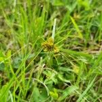 Cyperus aggregatus List