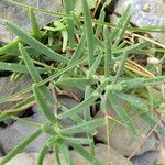 Gypsophila repens Lehti