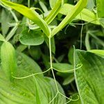 Lathyrus sylvestris 葉