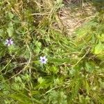 Sisyrinchium rosulatum 形態