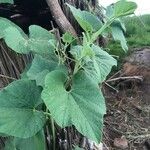 Lagenaria siceraria Leaf