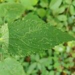 Scrophularia alpestris Leaf