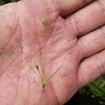 Fimbristylis autumnalis Flower