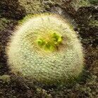 Parodia haselbergii Leaf