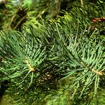 Abies concolor পাতা