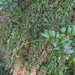 Chenopodium nutans Natur