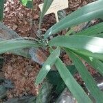 Cymbidium lowianum List