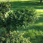 Ilex crenata Altro