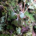 Moneses uniflora Leaf