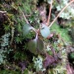 Moneses uniflora Feuille