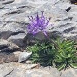 Phyteuma globulariifolium 花