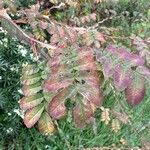 Rosa sericea Blad