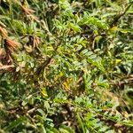 Indigofera arrecta Folha
