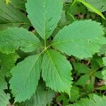 Panax quinquefolius Blatt