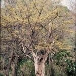 Cornus officinalis Hábito