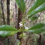 Lemyrea utilis Otro