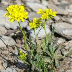 Biscutella arvernensis Nyingine