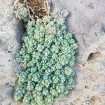 Sedum dasyphyllum Blad