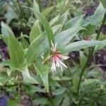 Sarcococca orientalis Květ