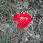 Haemanthus coccineus Floare
