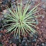 Agave stricta ശീലം