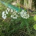 Achillea millefoliumЦветок